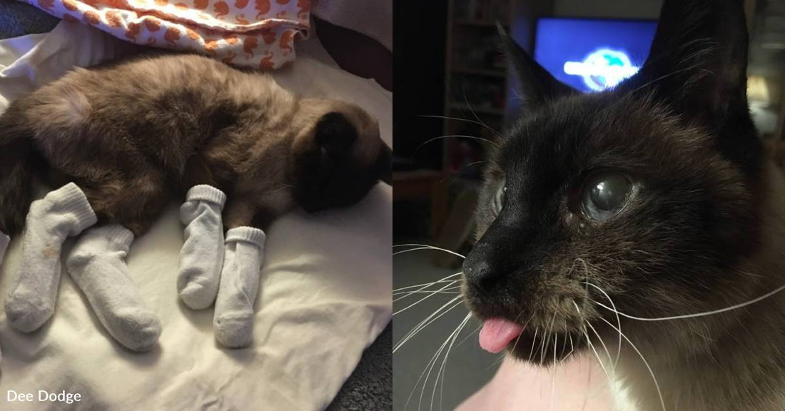 16-Year-Old Blind Cat Tossed From Moving Vehicle, Finds Much Happier Home