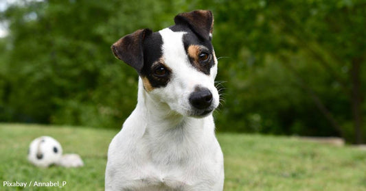 Paralyzed Dog Saved From Being Put Down, Lives Happy Life with Wheelchair