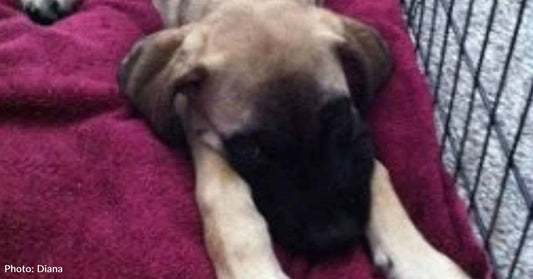 Couple Can't Help But Adopt Puppy with Multiple Health Issues