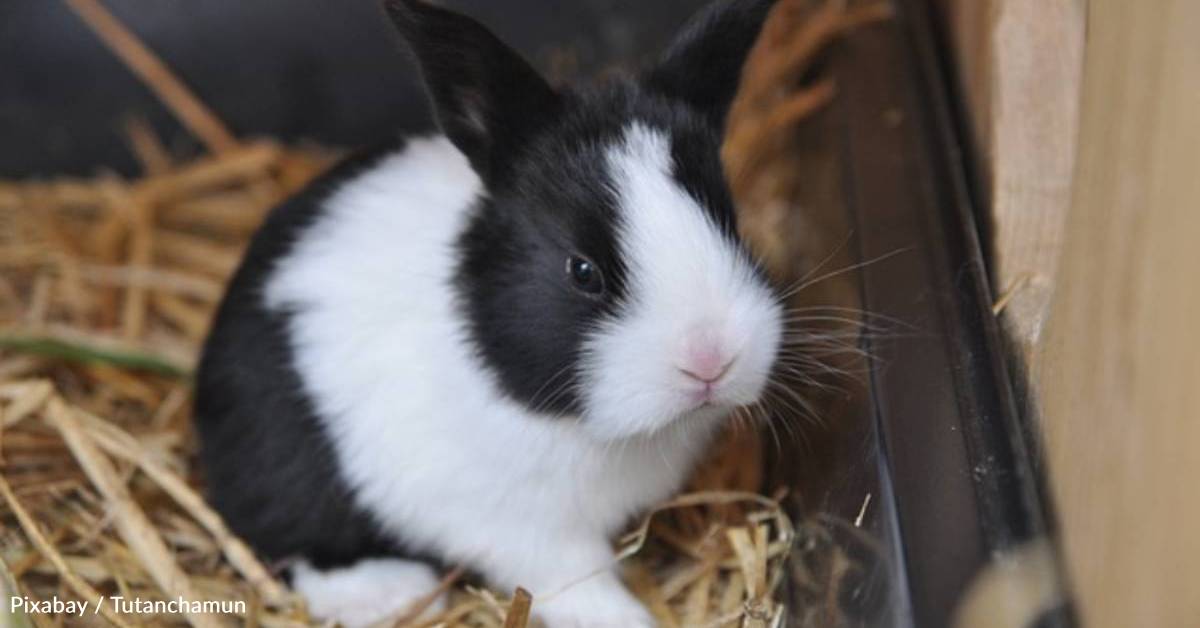 Abandoned Pet Rabbit Was Eating Grass Outside, But His Luck Soon ...