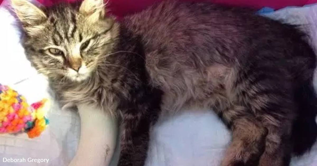 Kitten Suffers Serious Injuries After Being Run Over, But She Learns to Walk - and Run - Again