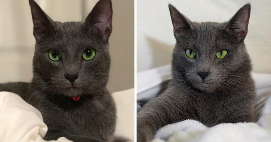 Meet Pickley: The Cat Born With The Most Gorgeous Green Eyes