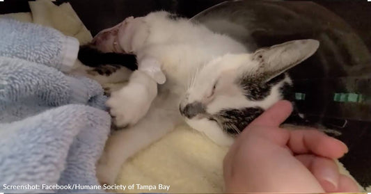 After Being Tortured By Neighborhood Kids, Stray Cat Adopted By Woman Determined To Give Her Loving Home