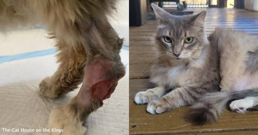 Tripod Cat Lost Her Leg Due to a Tumor, But She Hopes to Gain Her Forever Home Soon