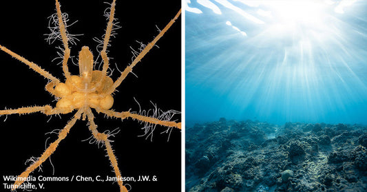 Scientists Find Deep-Sea Spiders Farming Microbes That Could Trap Climate Gas
