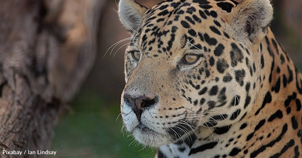Jaguar Inhabitants Up 30% in Mexico, However the Work’s Far From Over Jaguar Inhabitants Up 30% in Mexico, However the Work’s Far From Over
