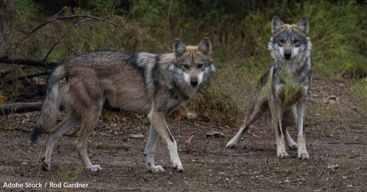 Endangered Mexican Wolves Reach Population Milestone in New Mexico and Arizona