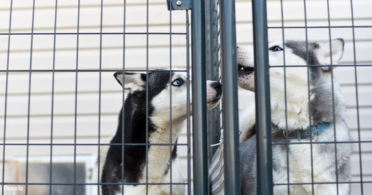 Thousands of Dogs Face Crisis at U.S.-Mexico Border as Migrant Wave Leaves Pets Behind