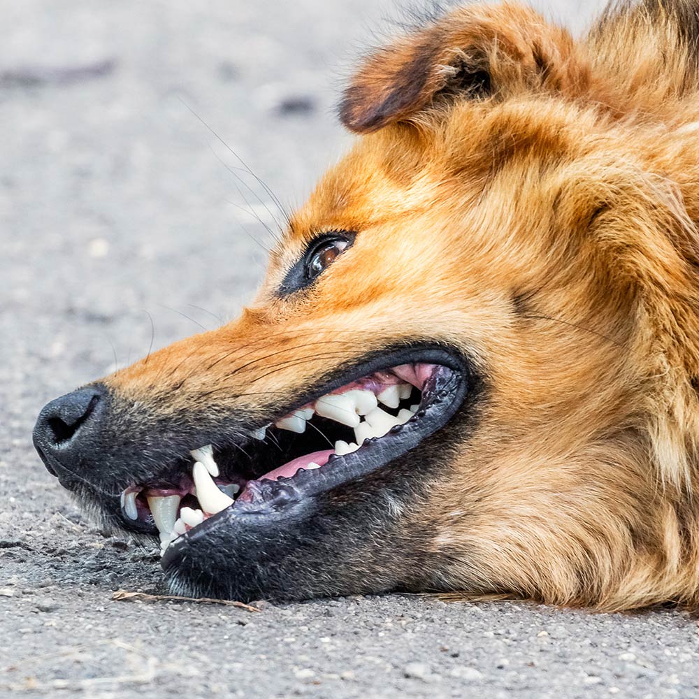 Close-up of a fluffy brown dog lying on pavement with its lips curled back and teeth showing.