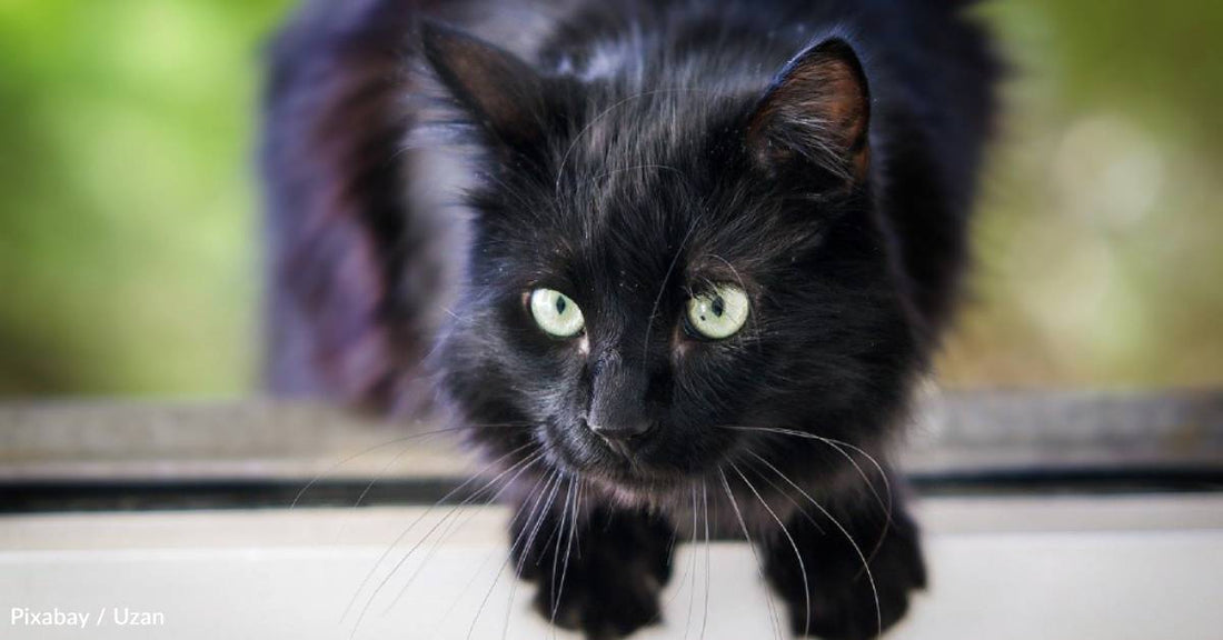 Senior Cat Finds Home After Being Surrendered to Shelter When His Owner Died