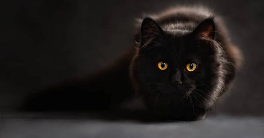 Rescued Black Cat Who Feared People Becomes Devoted Family Companion