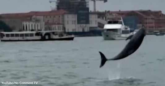 Dolphin leaping above the surface of a Venice canal near passing boats and waterfront buildings.