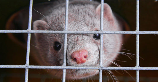 Close-up of a small animal peering through a wire mesh cage.