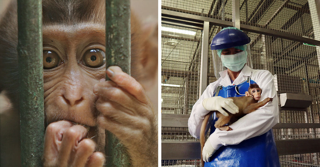 Split image showing a close-up of a baby monkey behind bars on the left and a worker in protective gear holding a baby monkey inside a cage facility on the right.
