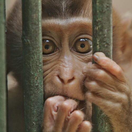 Protect Monkeys From Having Screws Drilled Into Their Brains