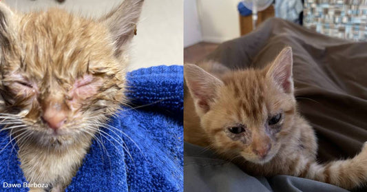 Tiny Kitten Overcomes Serious Eye Infection, Gains the Name 'Miracle'