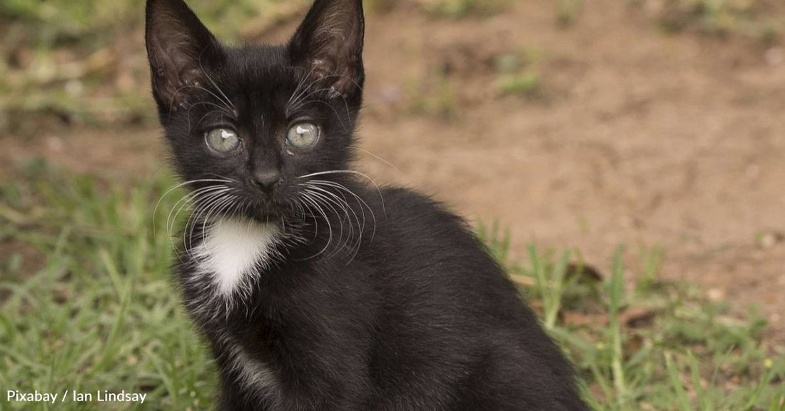 Skittish Kitten with Plastic Drink Top Stuck Around Her Neck Rescued in Group Effort