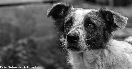 117 Dead Dogs -Many with Gunshot Wounds- Found at California "No-Kill" Rescue