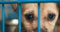 A small tan puppy peers through the blue metal bars of a shelter cage with large, soulful eyes.