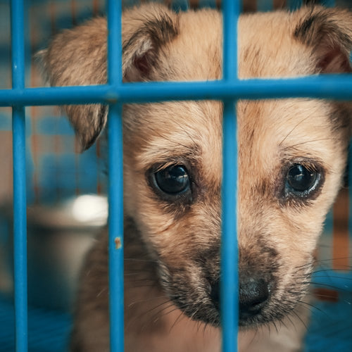 A small tan puppy peers through the blue metal bars of a shelter cage with large, soulful eyes.