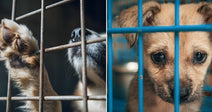 On the left, a dog presses its paw and nose through rusty cage bars; on the right, a puppy peers out from a blue shelter kennel.