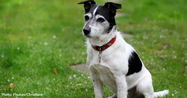 Dog Found Alive Next To His Owner's Body Months After They Went Missing ...
