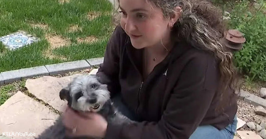 Young woman outdoors holding and petting a small gray dog.