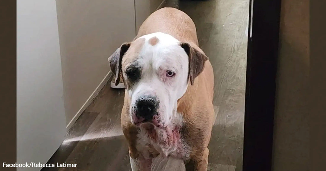 Family Spots Missing Dog On Facebook And Gets The Miracle They Waited Seven Years For