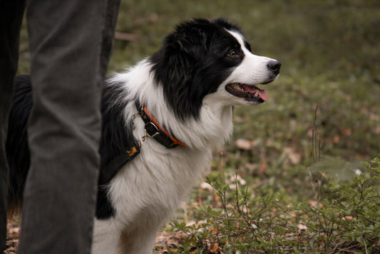 Black-and-white dog in a harness stands beside a person outdoors among dry leaves and low plants, facing to the right.