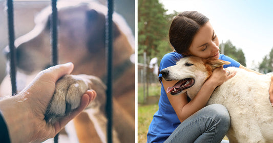 Split image showing a hand holding a dog’s paw through kennel bars on one side and a woman hugging a happy dog outdoors on the other.