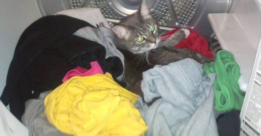 Filthy Abandoned Kitten Climbs Into Clean Clothes in Laundry Room