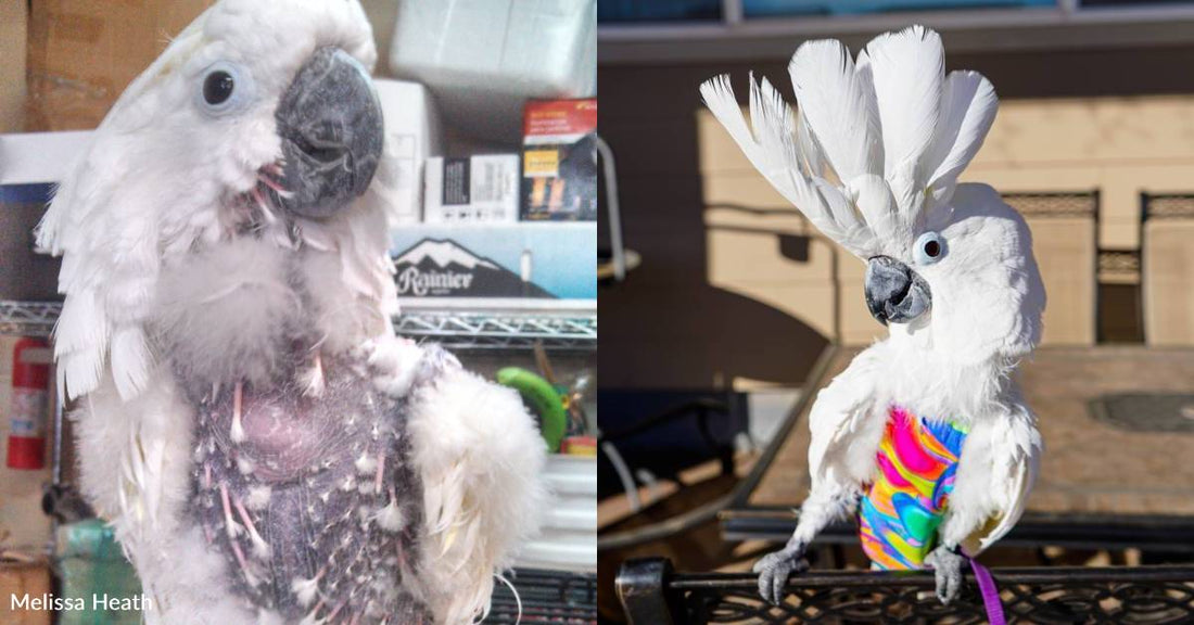 Shy Cockatoo Rescued From Puppy Mill Transforms, Becoming 'Star of the Show'