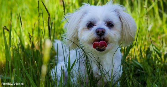 Blind Elderly Shih Tzu Lives a Full Life, Educating Others on Caring for Aging Dogs