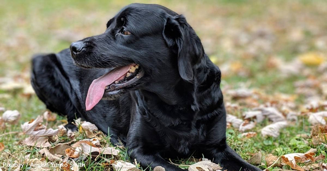 Rescue Dog Becomes Beloved Companion in a Home for Adults with Special Needs