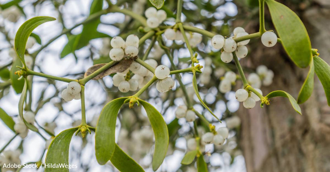 Mistletoe Extract for Advanced Cancer Treatment? A Johns Hopkins Study Investigates