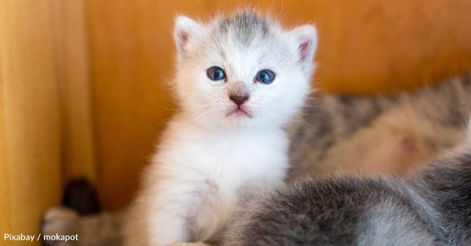 Vet Student Places Sick Feral Kitten Into Foster Home to Help Her Heal