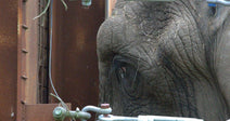 End Cruel Solitary Confinement for Elephants in Zoos