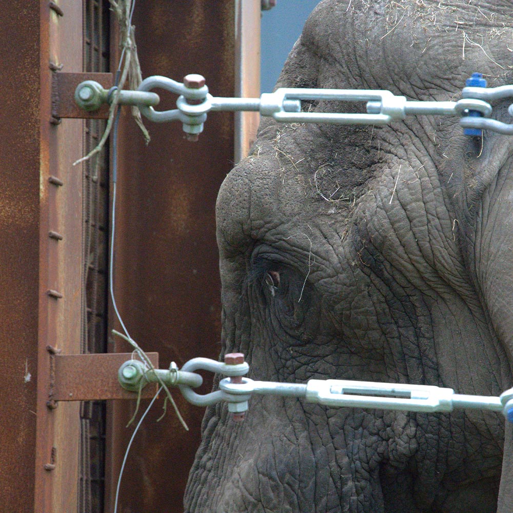 End Cruel Solitary Confinement for Elephants in Zoos