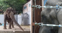Split image showing an elephant with its trunk extended in a zoo pen on the left and a close-up of its face framed by steel barrier cables on the right.