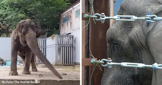 Split image showing an elephant with its trunk extended in a zoo pen on the left and a close-up of its face framed by steel barrier cables on the right.
