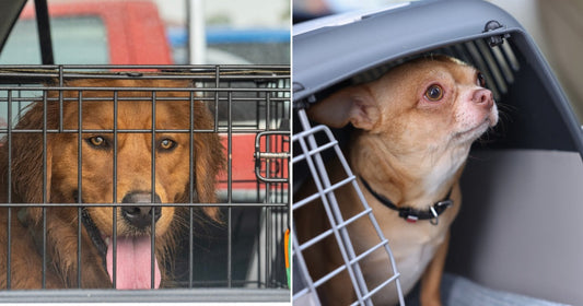 On the left, a Golden Retriever peers from a wire crate inside a car; on the right, a Chihuahua peeks out of a plastic travel carrier on a car seat.
