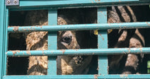 A shaggy animal peers through the metal bars of a teal-painted livestock transport trailer.