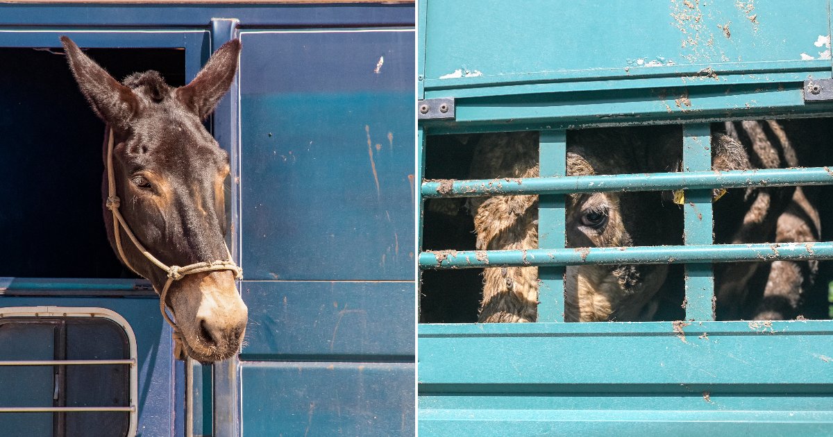 A 150 Year Old Law Is the Only Federal Protection Millions of Livestock Have