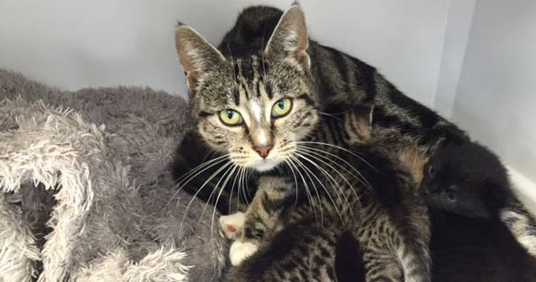 Mama Cat Tries Sneaking Into The Vet Clinic To Get Her Abandoned Kittens