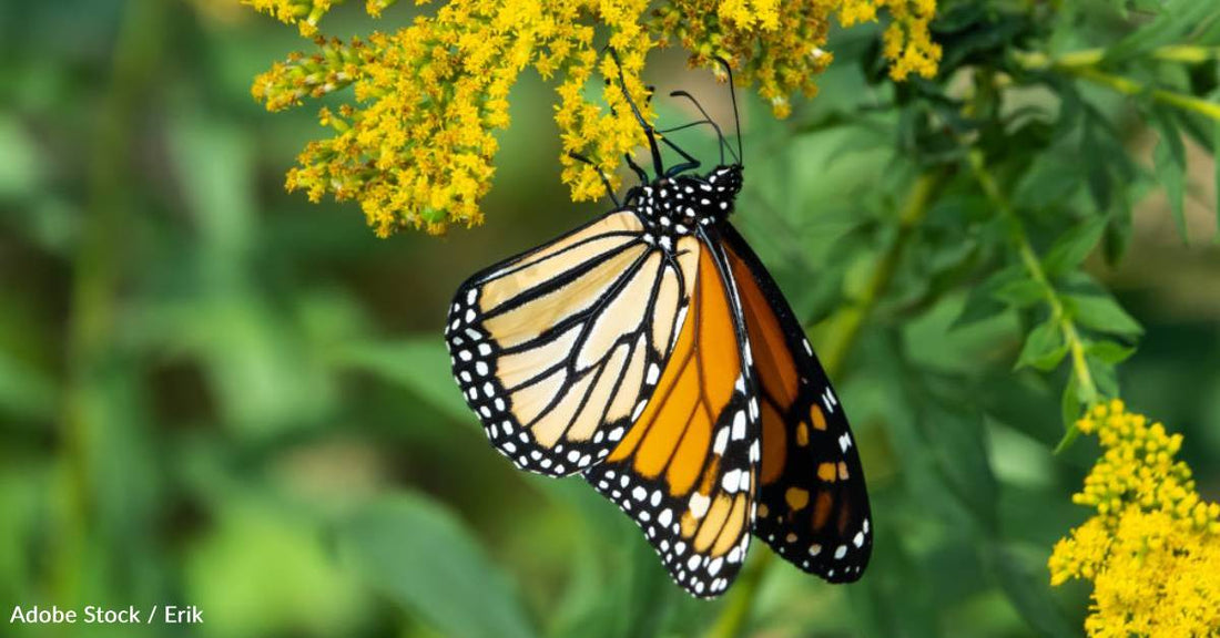 Do the Colors on Monarch Butterflies' Wings Impact Migration Success? Research Suggests They Do