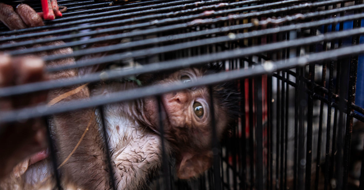 Monkeys Endure Agony In UK Labs For Weight Loss Drug Testing | The ...