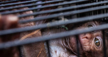 Tight crop of a monkey crammed inside a cage, with only part of its face and body visible through the bars.