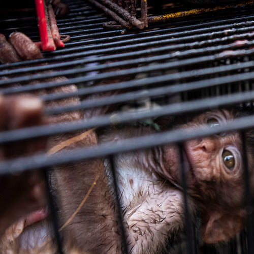 Tight crop of a monkey crammed inside a cage, with only part of its face and body visible through the bars.