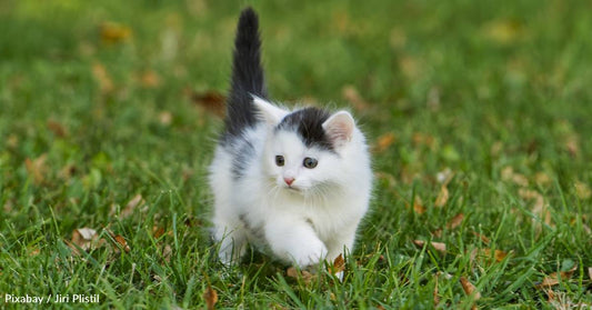 Kitten Survives Long Ride Hidden in a Truck's Spare Tire