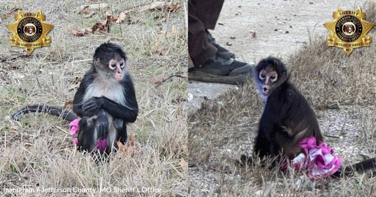 Syte Monkey A 'Bananas Situation': Sheriff's Office in Missouri Finds Escaped ...